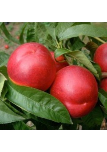 Tüplü Aşılı Yarı Bodur Dayanıklı Sweet Lady Nektarin Fidanı