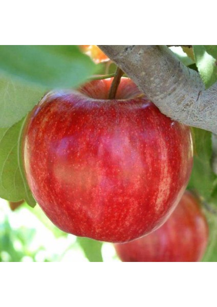 Tüplü Aşılı Yarıbodur Erkenci Güzlük Galaxy Gala Elma Fidanı