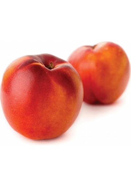 Tüplü Sert Meyveli Yemesi Mükemmel Big Bang Nektarin Fidanı