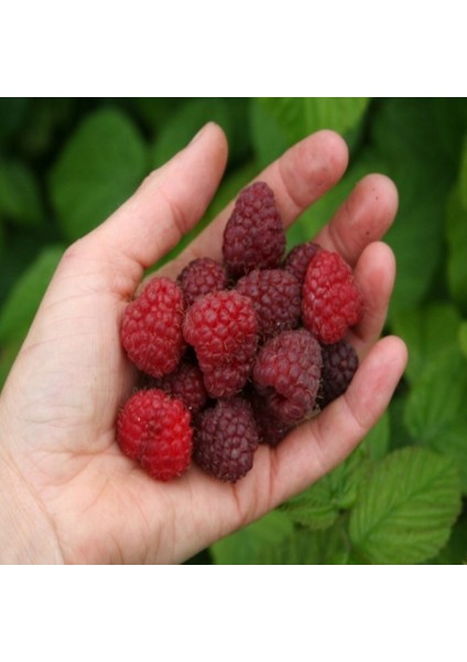 Tüplü Kokulu Koyu Kırmızı Willamette Ahududu Fidanı