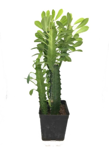 Sukulent Çeşitleri Euphorbia Trigona Süt Ağacı Büyük Boy