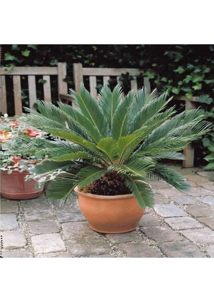 Saksıda Sikas Cycas Fidanı