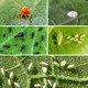 Era Eraorganik - Organik Bitki Sinek, Yaprak Biti, Kırmızı Örümcek, Böcek Ilacı 500 Ml.
