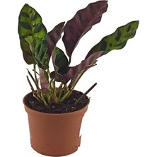 Palmiye Mini Calathea Lancifolia 5,5 cm Saksıda