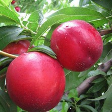 Berke Fidancılık 3 Yaş, Aşılı, Tüysüz Geçci Nektarin Fidanı, Torbada