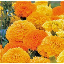 Mevsim Fidancılık Peyzaj Arzuman Sarı Turuncu Renk Kadife Çiçeği Tohumu ( 50 Adet Tohum)