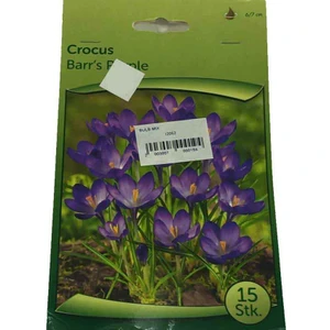 Crocus- Çiğdem Soğanı