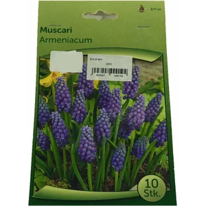 Muscari - Arap Sümbülü Soğanı
