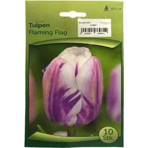 Tulpen - Lale Soğanı