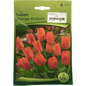 Tulpen - Lale Soğanı