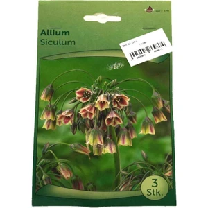 Allium Soğanı