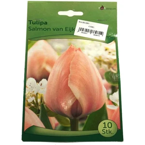 Tulipa - Lale Soğanı