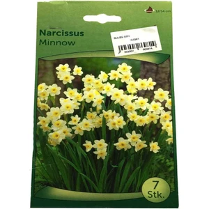 Narcissus - Nergis Soğanı