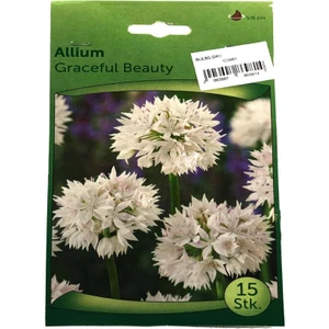 Allium Soğanı