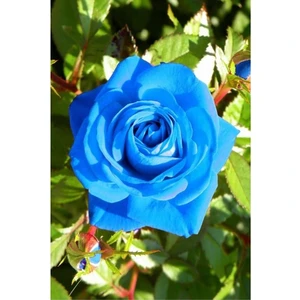 5 Adet Tohum Nadir Bulunan Mavi Gül Tohumu Mavi Bahçe Gülü Saksı Toprak