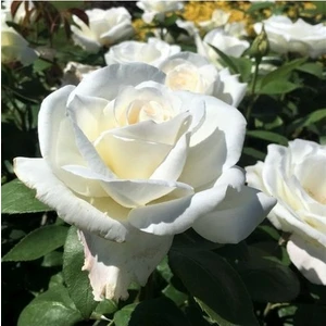 5 Adet Tohum Nadir Beyaz Gül Tohumu Organik Bahçe Gülü Saksı Toprak