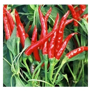 30 Adet Tohum Acı Tayland Biberi Tohumu Organik Tohum