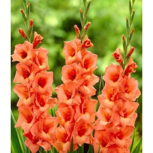 Mevsim Fidancılık Peyzaj Turuncu Glayör Çiçeği Soğanı( 2 Adet ) Princess Lee Glayör