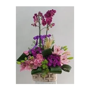 Köy Tohumları 10 Adet Tohum Karışık Renkli Orkide Çiçeği Tohumu Saksı Toprak