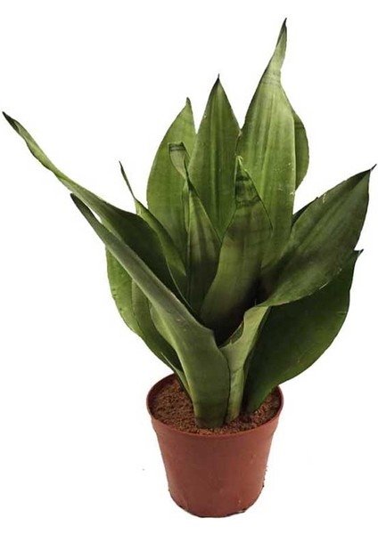 Sanseveria Moonshine 14 cm Saksıda