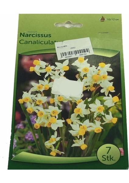 Narcissus - Nergis Soğanı