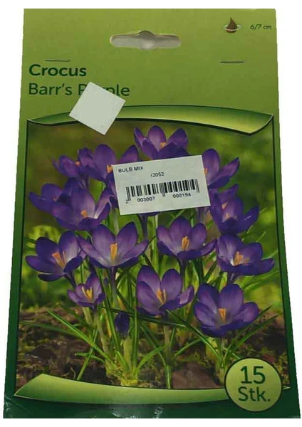 Crocus- Çiğdem Soğanı