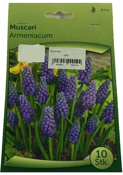 Muscari - Arap Sümbülü Soğanı