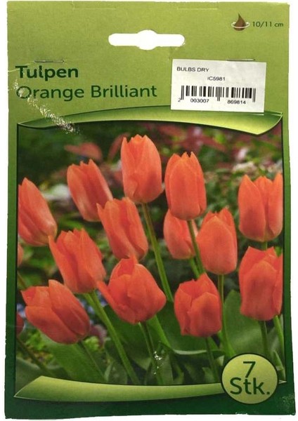 Tulpen - Lale Soğanı