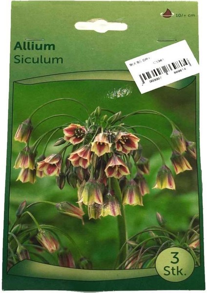 Allium Soğanı