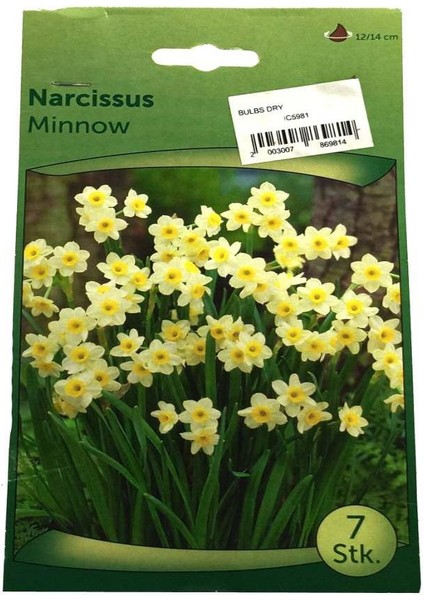 Narcissus - Nergis Soğanı
