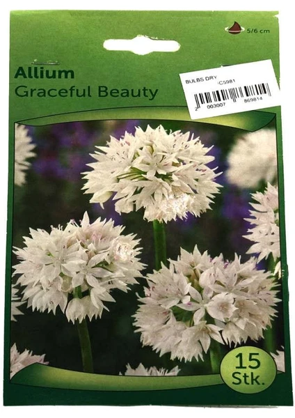 Allium Soğanı