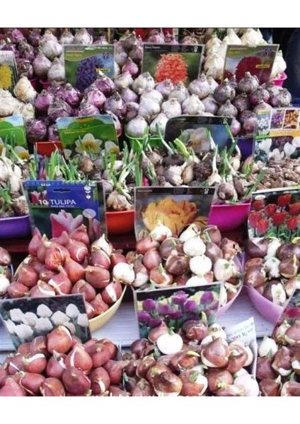 Sarı Kokulu Zambak Soğanı ( 2 Adet) Vong Lilyum (