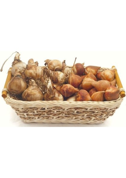 Sarı Kokulu Zambak Soğanı ( 2 Adet) Vong Lilyum (