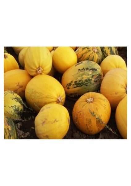 50 Adet Tohum Nadir Organik Nevşehir Çekirdeklik Kabak Tohumu Kabak