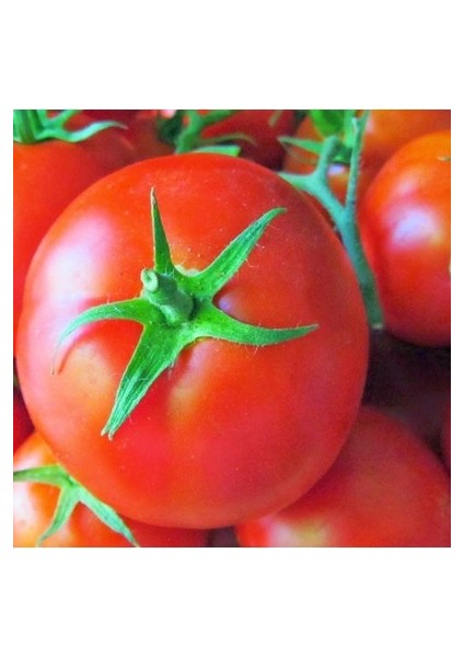 30 Adet Tohum Nadir Falkon Falcon Domates Tohumu Köy Tohumu Saksı Toprak