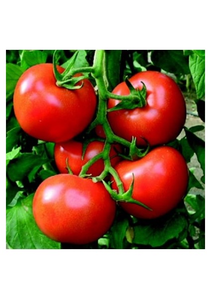 30 Adet Tohum Nadir Falkon Falcon Domates Tohumu Köy Tohumu Saksı Toprak modelleri