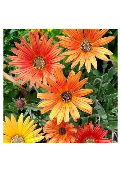 15 Adet Tohum Nadir Afrika Papatya Tohum Sarı Afrika Papatyası Tohumu Saksı Toprak