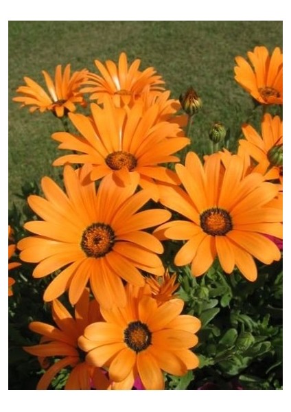 15 Adet Tohum Nadir Afrika Papatya Tohum Sarı Afrika Papatyası Tohumu Saksı Toprak fiyatları