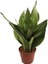 Sanseveria Moonshine 14 cm Saksıda 1