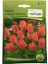 Tulpen - Lale Soğanı 1
