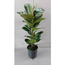 Bitki Kauçuk Çiçeği Salonbitkisi 60 - 70 cm