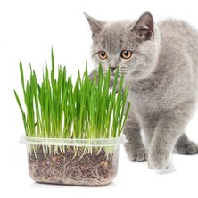 Tvet Doğal Özel Karışımlı Topraklı Kedi Çimi Organık