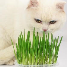 Tvet Doğal Özel Karışımlı Topraklı Kedi Çimi Organık
