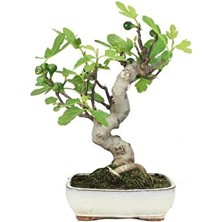 Murat Tohumculuk Murat Tohum Bodur Bonsai Siyah Incir Ağacı Tohumu 5 Adet Tohum Ekim Seti + Saksı + Toprak