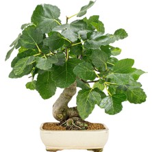 Murat Tohumculuk Bodur Bonsai Yeşil Incir Ağacı Tohumu 5 Adet Tohum Ekim Seti + 8698700611197SAKSI + Toprak