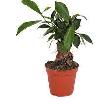Bitkim Ficus Microcarpa Ginseng - Minyatür Bonsai Ağacı 15-20 cm