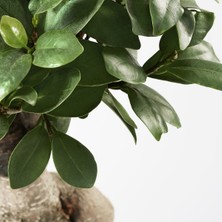 Bitkim Ficus Microcarpa Ginseng - Minyatür Bonsai Ağacı 25-30 cm