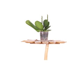 Bitkim Ithal Orkide Fidesi 2 Dallı - Multi Flora - (1,5 Yaşında) – 30 cm