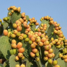 Fidanistanbul Hint Inciri Frenk Yemişi Opuntia Humifusa  Saksıda