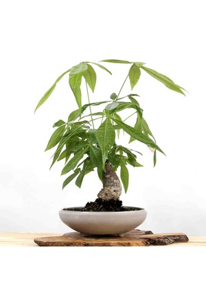 karayolu soguk ne zaman bonsai agaci sok market lonegrovedentist com